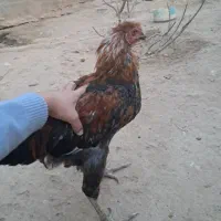 خروس