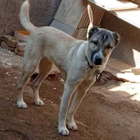 سگ ماده|سگ|بوئین زهرا, |دیوار