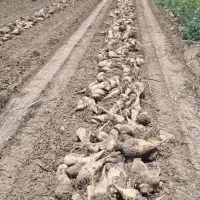 سه پاکت بذر رزا گلد