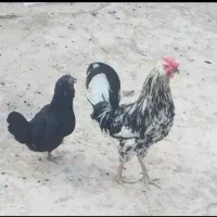 پاکر