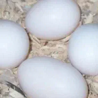 فروش تخم کاسکو نطفه دار