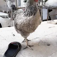 مرغ تخمگذار