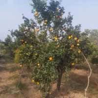 پرتقال تامسون|حراج|بندر گز, |دیوار