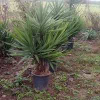 تعداد 13 عدد گل یوکا|گل و گیاه طبیعی|خمام, |دیوار