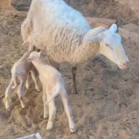 میش لاکن رومانف