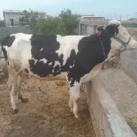 گاوقربانی یک شکم