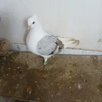 پشت هفت رنگ