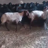 میش سیا سام