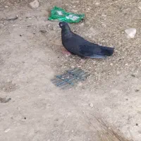 کبوتر|پرنده|سراب باغ, |دیوار