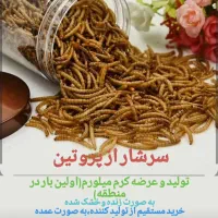 تولید وفروش میلورم زنده وخشک