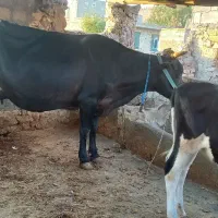 گاو شیری پر شیر  فروشی