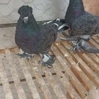 مشکی