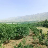 فروش باغ در فریدونشهر|فروش زمین و ملک کلنگی|فریدونشهر, |دیوار