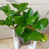 گل و گیاه آپارتمانی|گل و گیاه طبیعی|سلامی, |دیوار