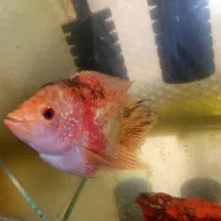 ماهی فلاور و آکواریوم خالی