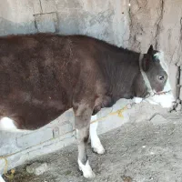 گوساله ماده