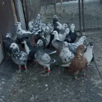 28 سوسکی آلمانی فروشی