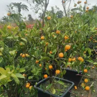 نهال میوه ومرکبات پیوندی