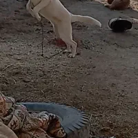 طوله پژدر|سگ|خنداب, |دیوار