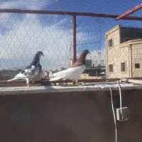 چپ سیاه|پرنده|شیراز, کوشک میدان|دیوار