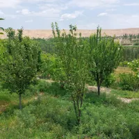باغ میوه در فیروزکوه|فروش زمین و ملک کلنگی|فیروزکوه, |دیوار