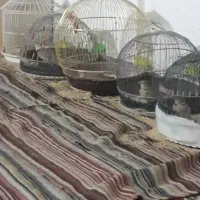 مینا سهره‌|پرنده|مشهد, دوست آباد|دیوار