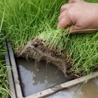 توم نشا هاشمی تم باکس