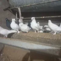 باسلام فروش کفتر به فروش می‌رسد