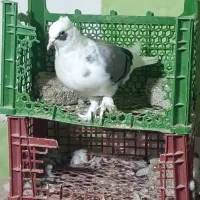 فروش دوکت سبز نر