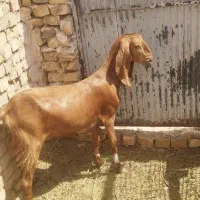 کره بز بره