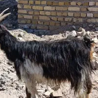 بز جوان ۵۰ کیلویی