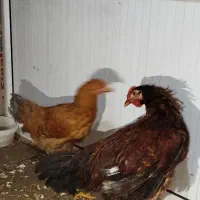 فروش مرغ و خروس رسمی