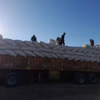 کاه.گندم.دیم.کردستان