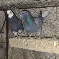 نزدیک ۴۰ تا کفتر پرشی یه جا ۸ تومن تخفیفم میدم