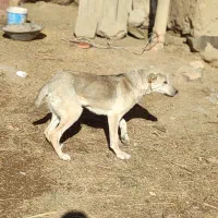 واگذاری سگ گله