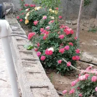 خانه فروشی ماهان