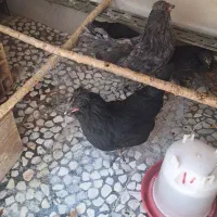 مرغ مینیاتوری با جوجه