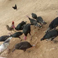 مرغ خروس بوقلمون