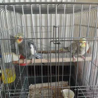 عروس هلندی همراه با جوجه