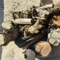 چوب درخت کنار خشک توافقی|گل و گیاه طبیعی|بهبهان, |دیوار