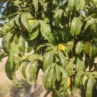 پانصد متر زمین بادرختان میوه