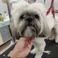 اصلاح سگ گربه پیرایش حیوانات خانگی پت|خدمات پیشه و مهارت|مشهد, وکیلآباد|دیوار