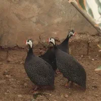 مرغ شاخدار بقلمون مولد