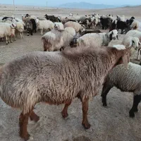 میش و بز فروشی