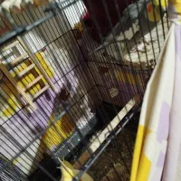 عروس هلندی|پرنده|رشت, پاره بیجار|دیوار