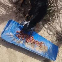 تروشت مخصوص تنورچه