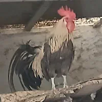 خروس تزئینی و مینیاتوری