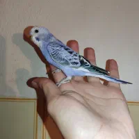 جوجه مرغ عشق رام کاسکویی دونه خور|پرنده|کرمان, |دیوار