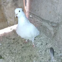 طوقی|پرنده|شاهرود, |دیوار