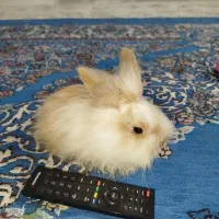 خرگوش لپی|موش و خرگوش|مشهد, انقلاب|دیوار